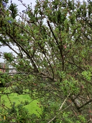 Ceanothus papillosus