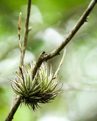Tillandsia loliacea