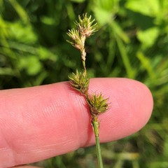 Carex molesta
