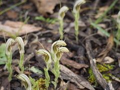 Pterostylis aspera