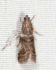 Acrobasis vaccinii