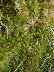 Pohlia nutans nutans