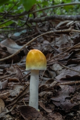 Amanita silvatica