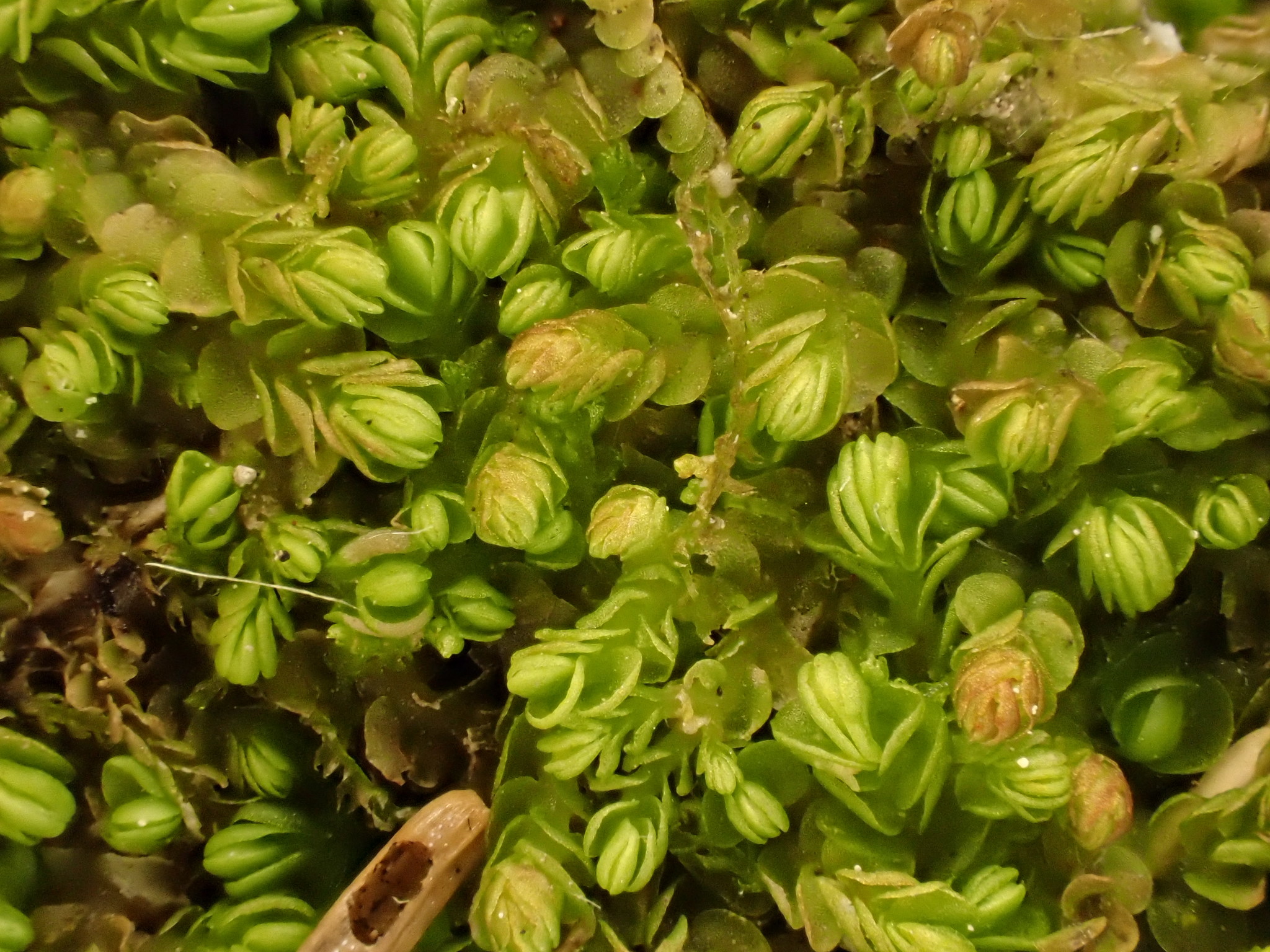 Nardia scalaris