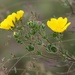 Potentilla pedata - Photo (c) Luca Boscain, some rights reserved (CC BY-NC), uploaded by Luca Boscain