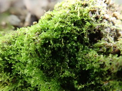 Solenostoma gracillimum