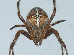 Araneus diadematus