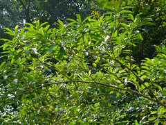 Tabernaemontana macrocarpa