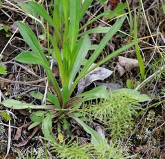 Erigeron acris kamtschaticus