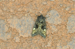 Euplexia benesimilis