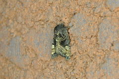 Euplexia benesimilis