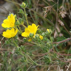 Potentilla pedata