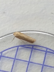 Blastobasis lacticolella