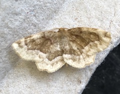 Metarranthis refractaria