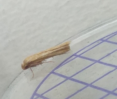 Blastobasis lacticolella