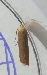 Blastobasis lacticolella