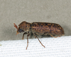 Lichenophanes mutchleri