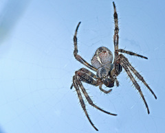 Araneus diadematus