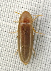 Melandryidae