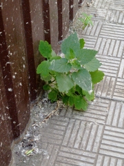 Coleus amboinicus