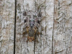 Tephritis vespertina