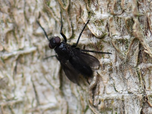 Smoky-winged Woodlouse Fly, Groesbeek, Nederland, photo 6 of 10