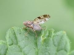 Tephritis vespertina