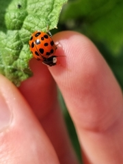 Harmonia axyridis