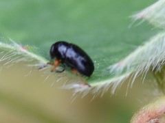 Cryptocephalus ocellatus