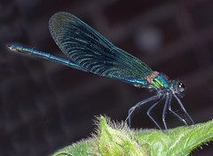 Calopteryx splendens