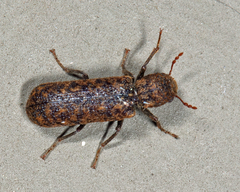 Lichenophanes mutchleri