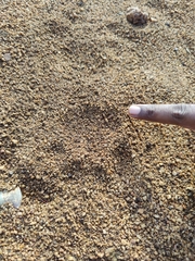 Panthera pardus fusca