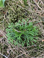 Diphasiastrum complanatum