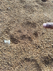 Panthera pardus fusca