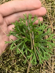 Diphasiastrum complanatum