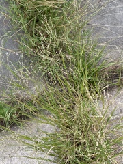 Panicum coloratum