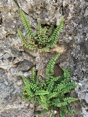 Asplenium trichomanes