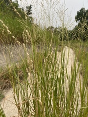 Panicum coloratum