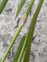 Panicum coloratum