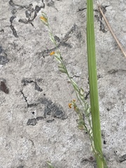 Panicum coloratum