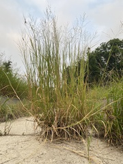 Panicum coloratum