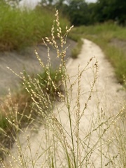 Panicum coloratum