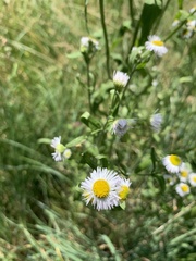 Erigeron annuus