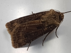 Agrotis clavis