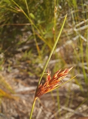 Ficinia fascicularis