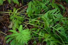 Onoclea sensibilis sensibilis