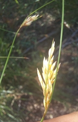 Ficinia fascicularis