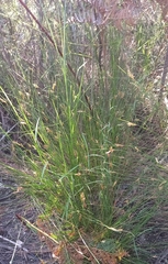 Ficinia fascicularis