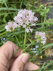 Valeriana officinalis sambucifolia
