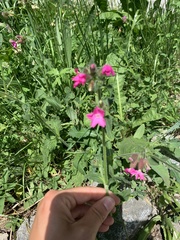 Silene dioica